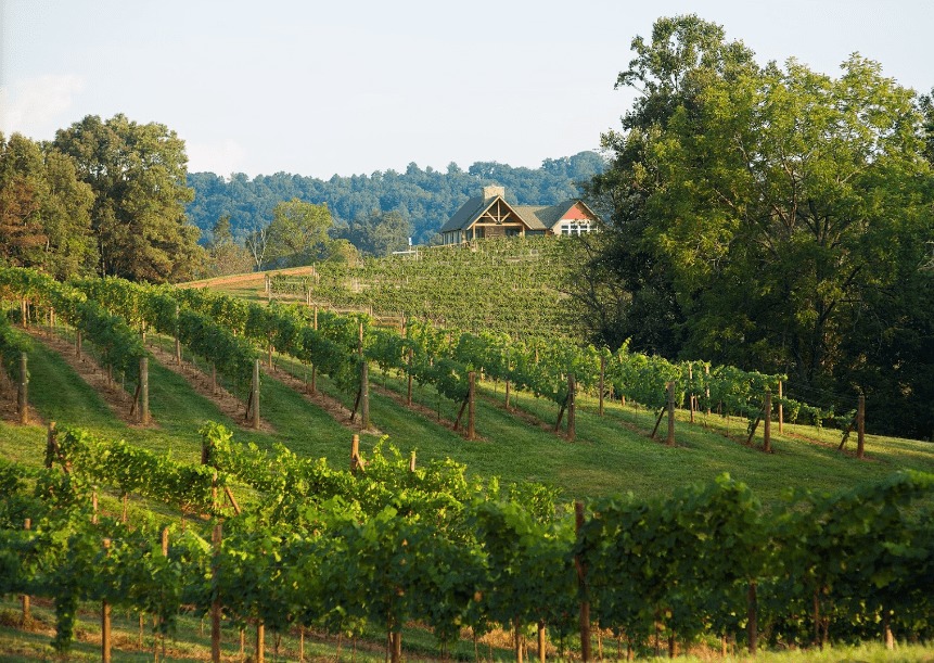 Addison Farms Vineyard